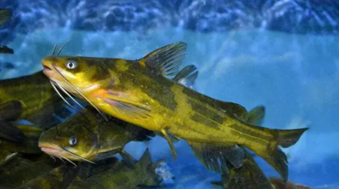 3a0f32841fc91dff4b6420e380e625a 3a0f32841fc91dff4b6420e380e625a