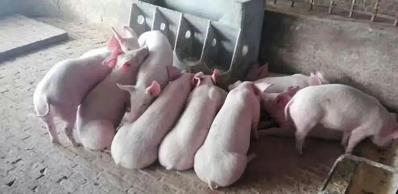 豬鉤端螺旋體病