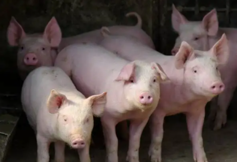 8e01b3e39594b6b1f9efa1e2e16b816 8e01b3e39594b6b1f9efa1e2e16b816