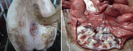 母豬產(chǎn)后消炎