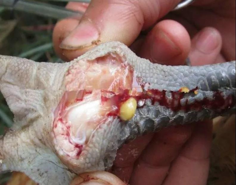 蛋雞養(yǎng)殖滑液囊支原體