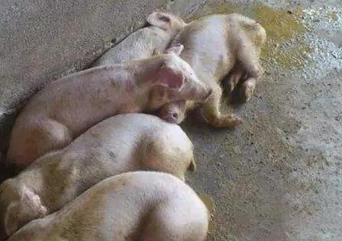 豬拉稀什么原因怎么辦