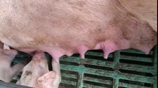 母豬產后無乳