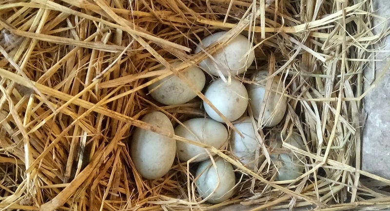 如何提高種鴨產(chǎn)蛋率 如何提高種鴨產(chǎn)蛋率