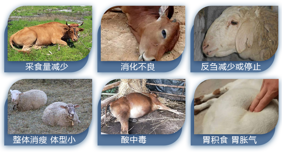 牛羊養(yǎng)殖中常見問題