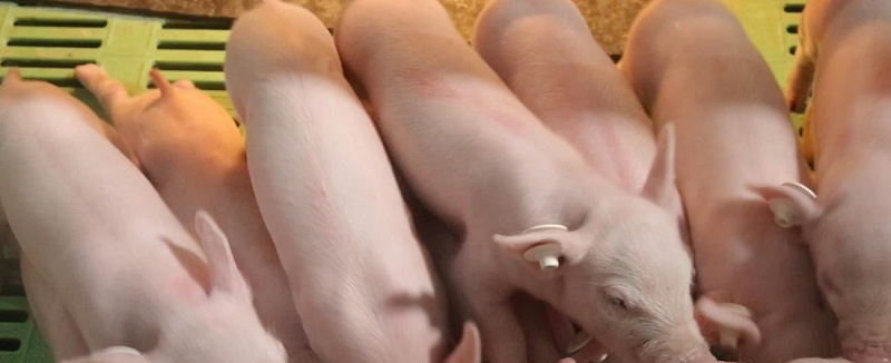 剛買的小豬怎么養(yǎng)