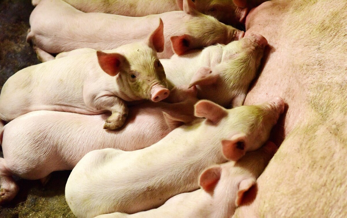 母豬初乳對豬場的重要性