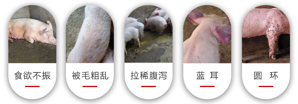 雙抗王能解決的問(wèn)題