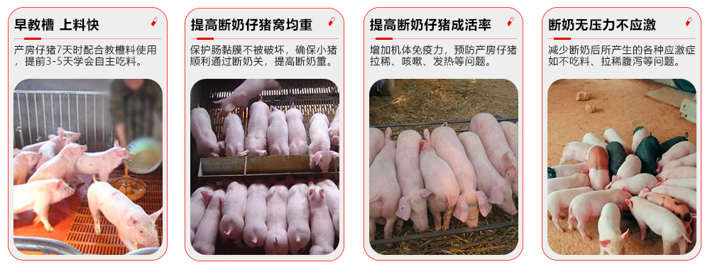 r全程勿憂-乳豬專用 產(chǎn)品功效esource/images/c44cf07c27db470c8466019888cb69f3_10.jpg