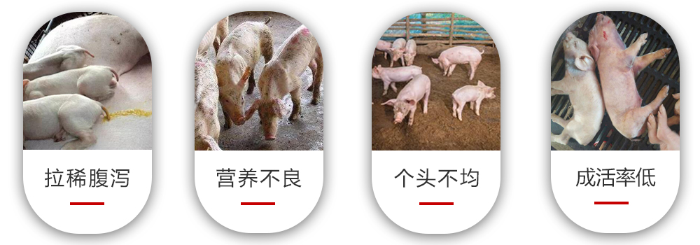 產(chǎn)房仔豬常見問題