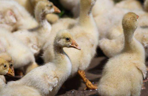 雛鵝痛風水禽養殖