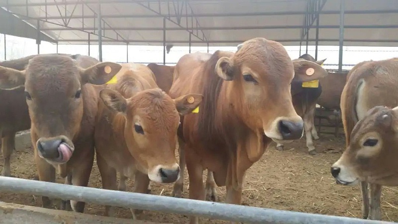 架子牛養(yǎng)殖